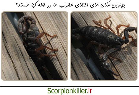 بهترین مکان ها برای پنهان شدن عقرب در خانه