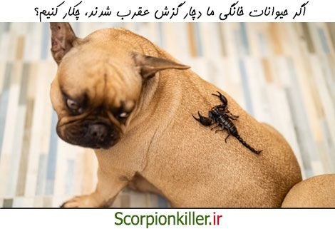 عقرب گزیدگی در حیوانات