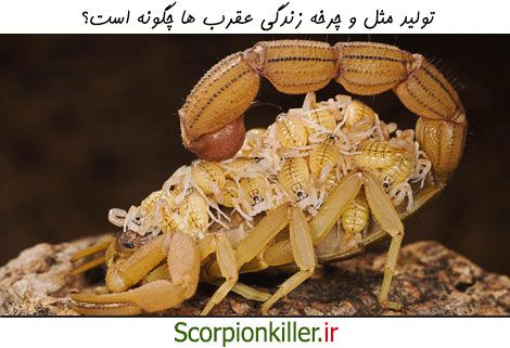 چگونگی جفت گیری و بچه زایی در عقرب ها