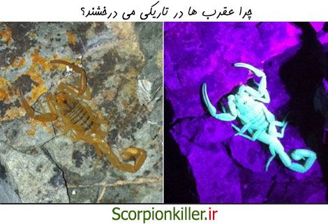 چرا عقرب ها در تاریکی می درخشند؟