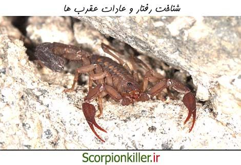 شناخت رفتار و عادات عقرب ها