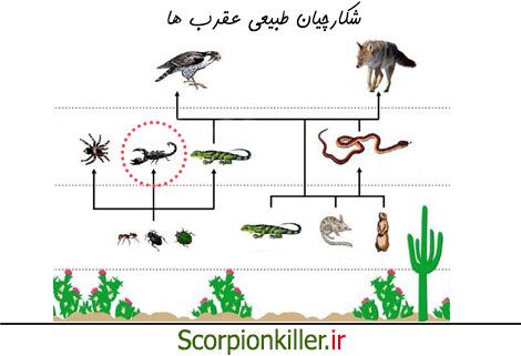 شکارچیان طبیعی عقرب ها