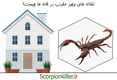 نشانه های وجود عقرب در خانه چه هستند